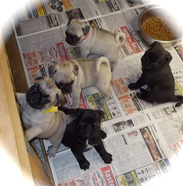 Loparr Kennels Pug Breeder