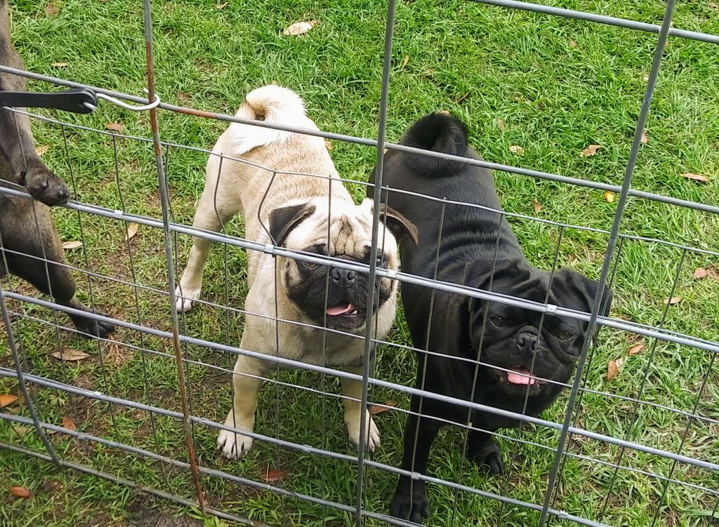 Loparr Kennels Pug Breeder